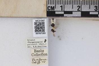 Media type: image;   Entomology 787183 Aspect: labels